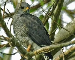 Buteo nitidus