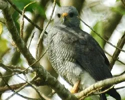 Buteo nitidus