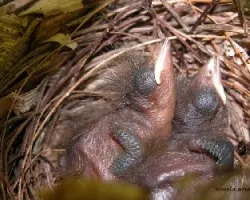 Ramphocelus passerinii