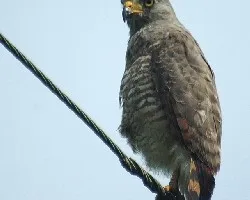 Buteo magnirostris