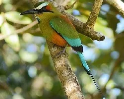 Eumomota superciliosa