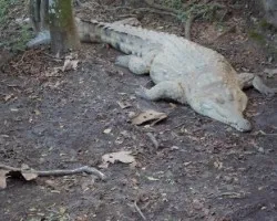 Crocodylus intermedius