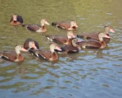 Dendrocygna autumnalis