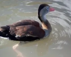 Dendrocygna autumnalis