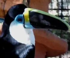 Ramphastos vitellinus