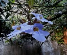 Thunbergia grandiflora