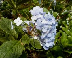 Hydrangea macrophylla