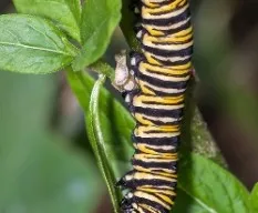 Danaus plexippus (oruga)