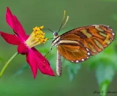 Otra mariposa