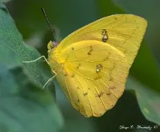 Phoebis philea philea