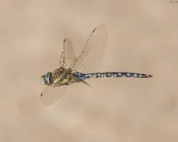  aeshna mixta