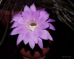 Echinopsis oxigona