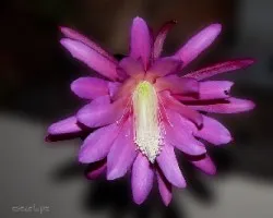 Epiphyllum phyllanthus