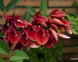 Erythrina crista-galli
