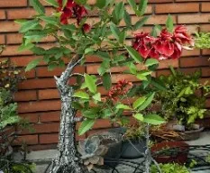 Erythrina crista-galli