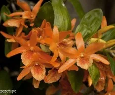 Dendrobium