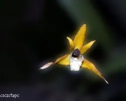 Maxillaria picta