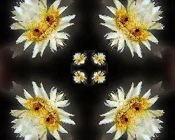 Con las flores de cactus!