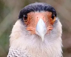 Caracara plancus