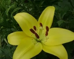 Lilium