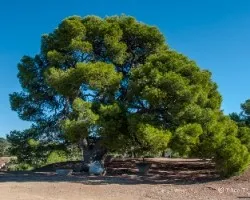 Pino monumental
