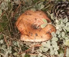 Lactarius deliciosus