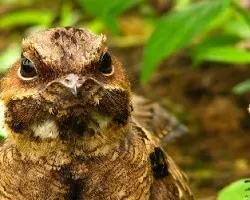 Nyctidromus albicollis