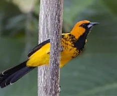 Icterus pectoralis