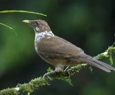 Turdus grayi