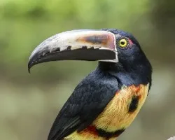 Pteroglossus torquatus