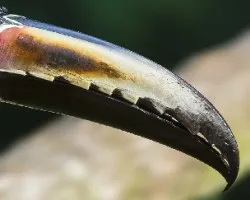 Pteroglossus torquatus