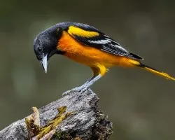 Icterus galbula