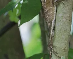 Corytophanes cristatus