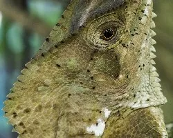 Corytophanes cristatus