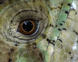 Corytophanes cristatus