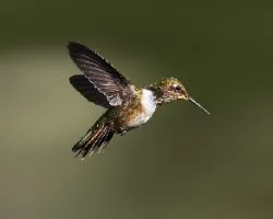 Selasphorus flammula
