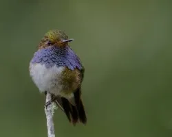 Selasphorus flammula
