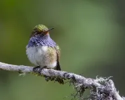 Selasphorus flammula