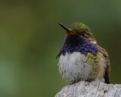 Selasphorus flammula