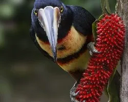 Pteroglossus torquatus