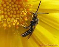 Flores, abeja,sirfido