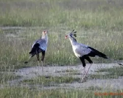 Sagittarius serpentarius