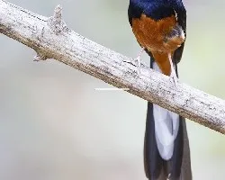 Copsychus malabaricus