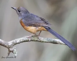 Copsychus malabaricus