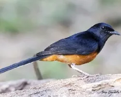 Copsychus malabaricus