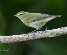 Oreothlypis peregrina