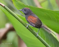 Synallaxis brachyura