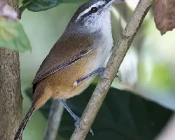 Thryothorus modestus