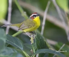 Basileuterus rufifrons