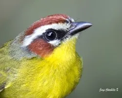 Basileuterus rufifrons